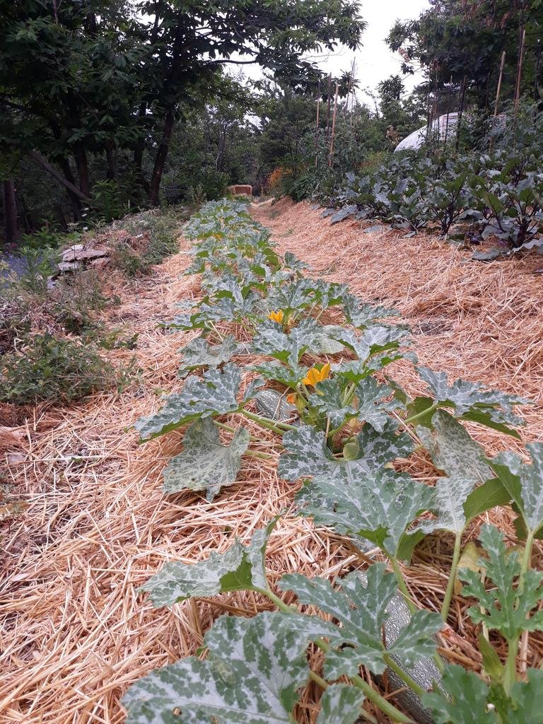 Plantations de courgettes sur buttes, dans les jardins de pensez sauvage, les courgettes sont paillées et il fait beau, c'est une journée ensoleillé