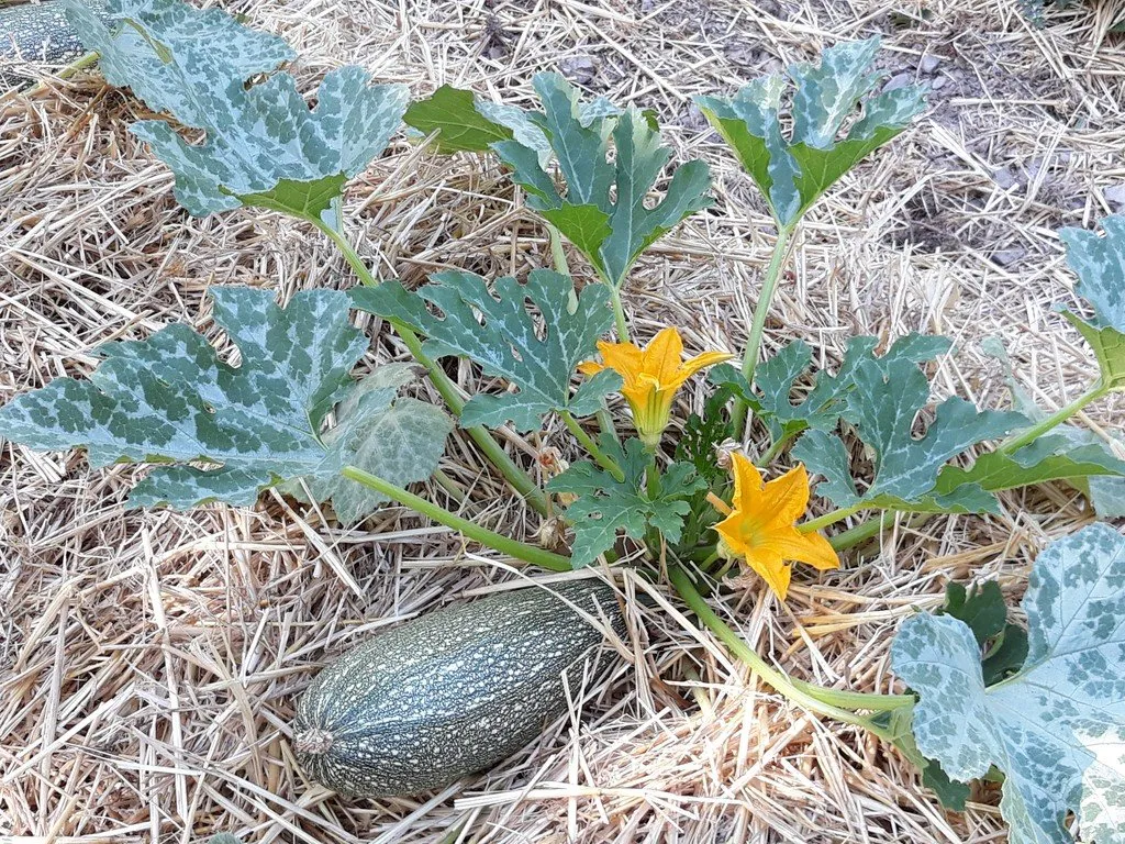 Pied de courgette, dans un jardin, entouré d'un paillage protecteur contre la chaleur