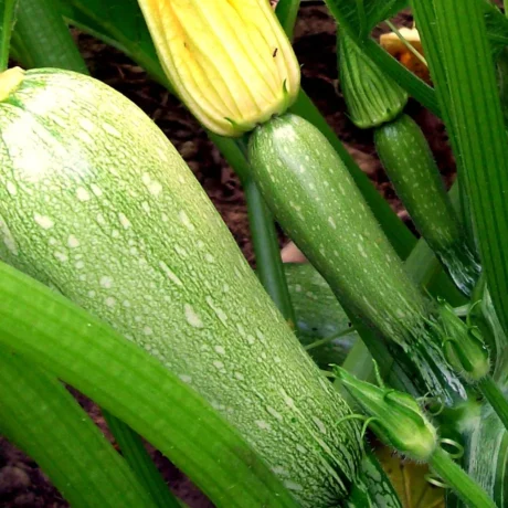 semences paysannes de courgette verte d'Alger