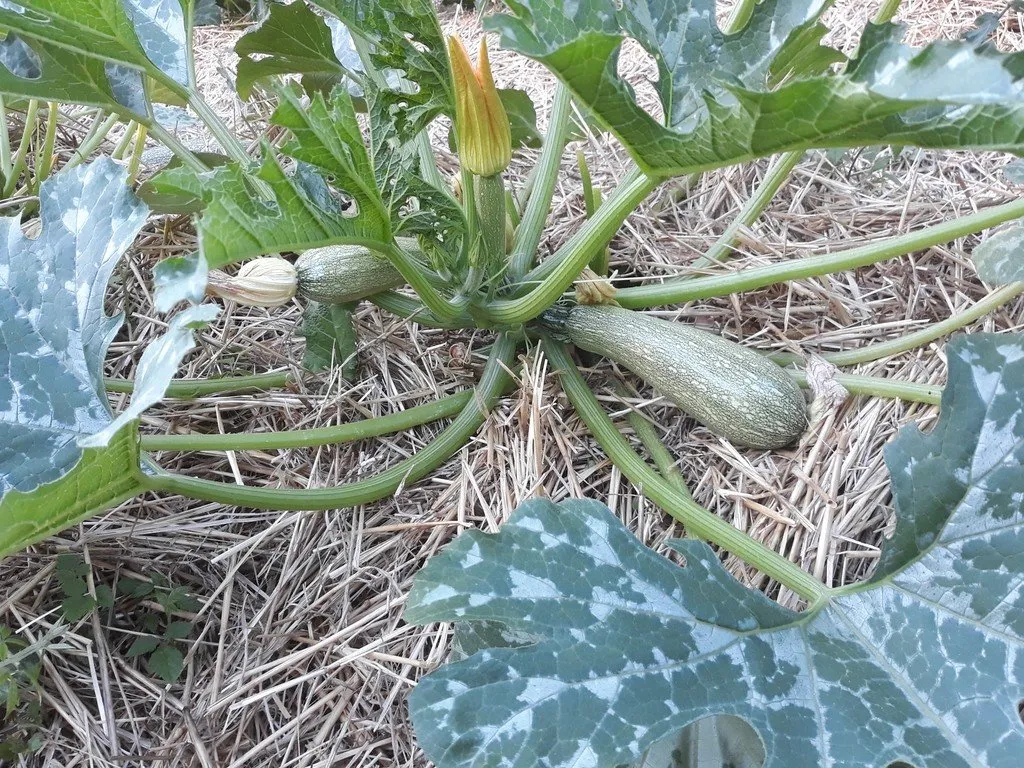 petit pied de courgette dans un potager, la plante est bien paillée, pour limiter l'évapotranspiration