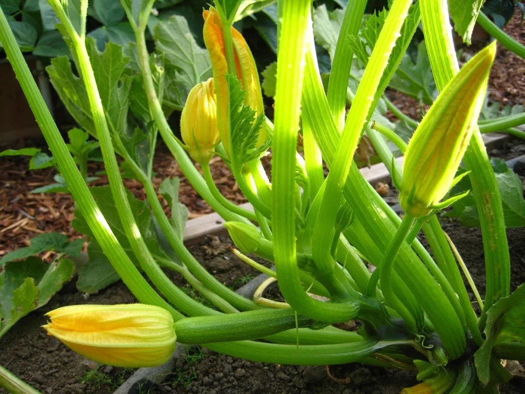 L'image montre un pied de courgette verte des maraichers
