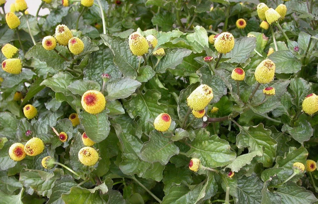 Semences biologiques et reproductibles de cresson de para
