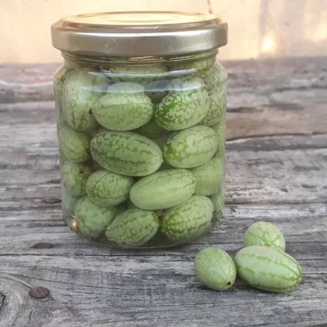 semences paysannes de cucamelon