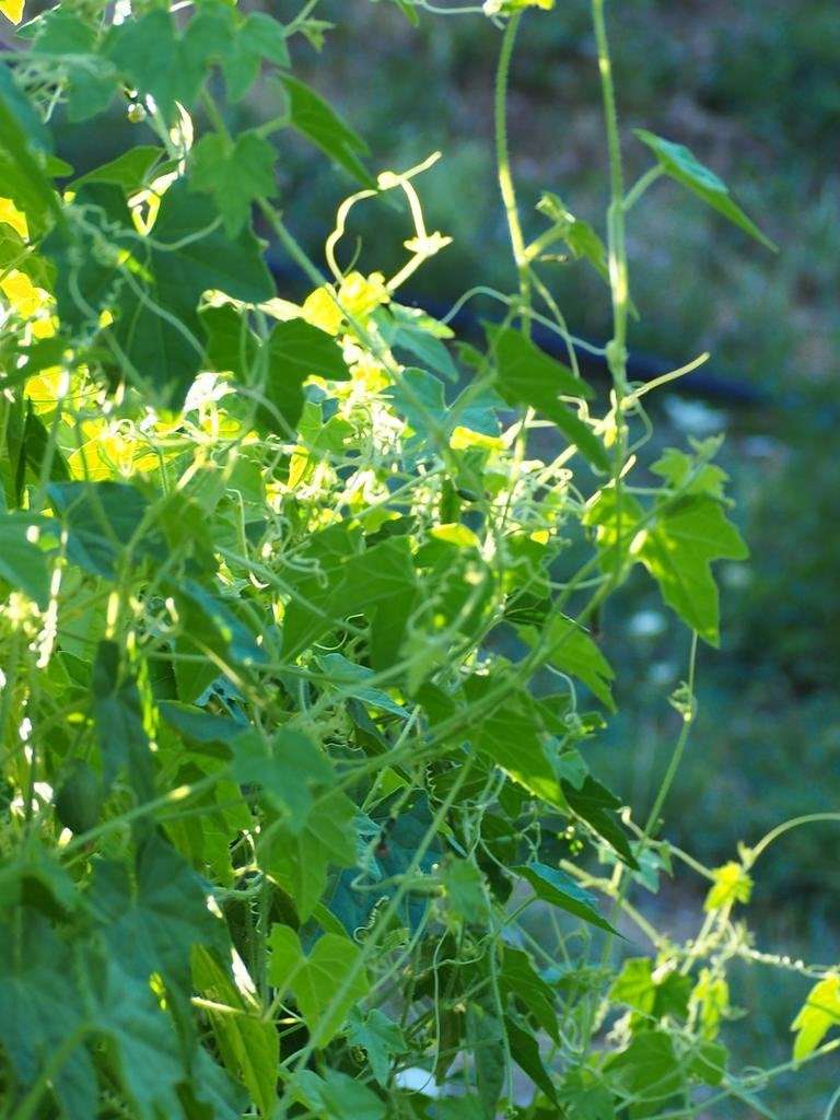La photo montre un pied de cucamelon