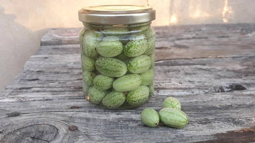 semences paysannes de cucamelon