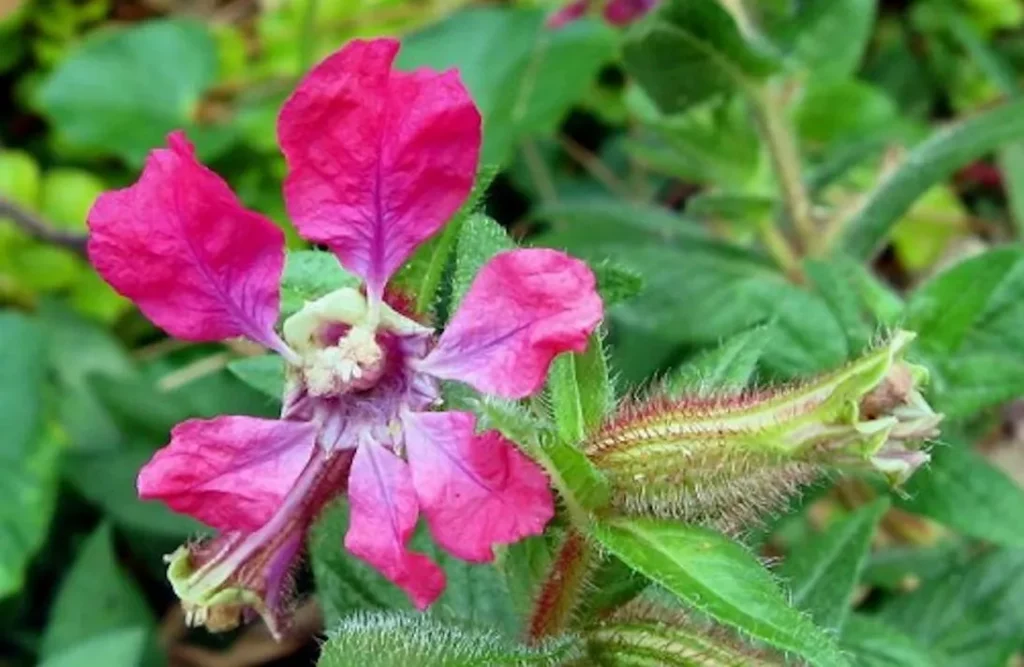 Graines biologiques reproductibles de Cuphea Miniata - Pensez Sauvage