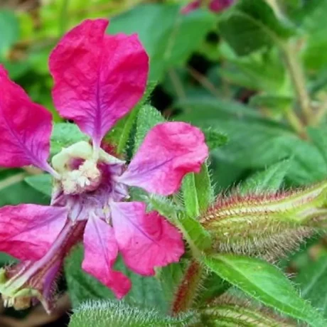 Graines biologiques reproductibles de Cuphea Miniata - Pensez Sauvage