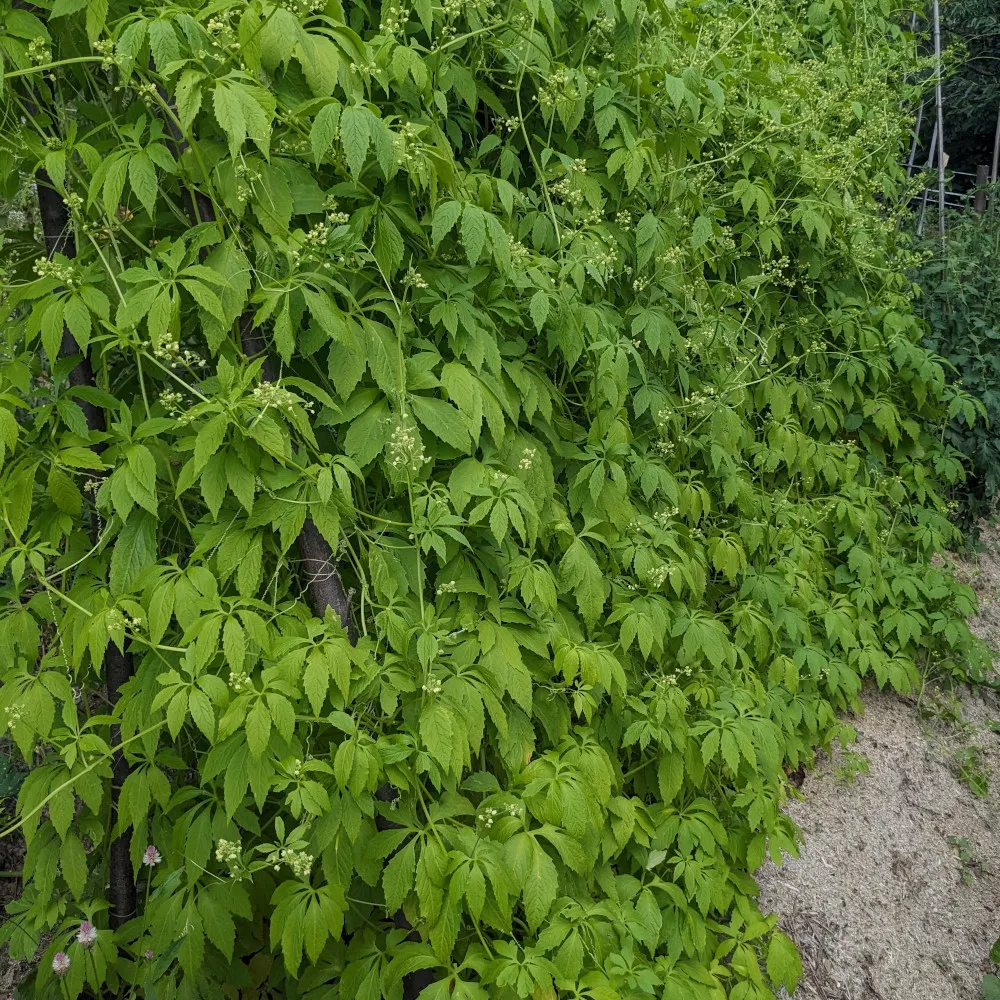 Sur cette image, on observe une abondante végétation de Cyclanthera pedata, également appelée cyclanthère à feuilles digitées. La plante recouvre entièrement une structure, s'étendant de manière dense avec des feuilles lobées et pointues, divisées en segments fins. Les feuilles sont disposées de façon uniforme, créant un mur végétal dense. Quelques petites fleurs blanches, dispersées parmi les feuilles, témoignent de la floraison de cette plante grimpante.