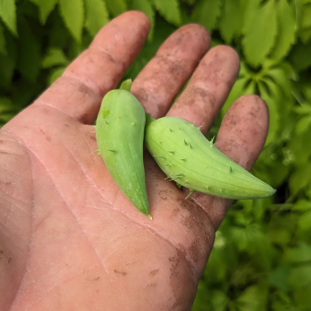 Sur cette image, une main, visiblement tachée de terre, tient deux fruits de Cyclanthera pedata, ou cyclanthère à feuilles digitées. Les fruits, de couleur vert pâle, sont petits, allongés et présentent une texture légèrement rugueuse avec de petites épines dispersées à leur surface. Leur apparence jeune et tendre indique qu'ils sont prêts pour la consommation. L'arrière-plan montre des feuilles vertes floues de la même plante, ajoutant au cadre naturel de la récolte.