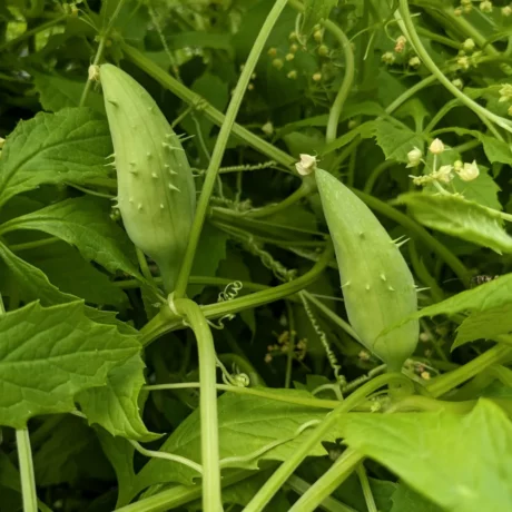 Sur cette image, on observe deux fruits allongés, de couleur vert pâle, avec une surface parsemée de petites épines. Ces fruits sont creux et présentent une texture douce et tendre lorsqu’ils sont jeunes. La plante, aux tiges entrelacées, s’étend parmi des feuilles lobées et pointues.