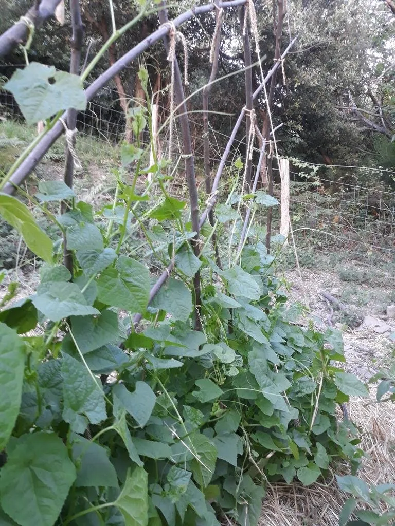 plant de cyclanthère fat baby dans les jardins de pensez sauvage