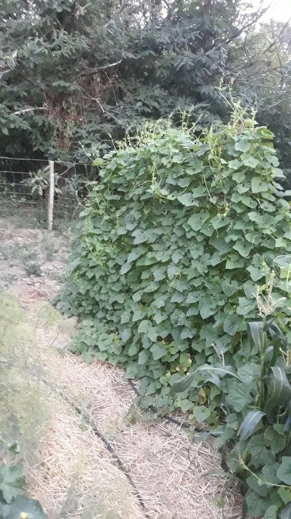 plant de cyclanthère fat baby qui grimpe sur un grillage dans les jardins de pensez sauvage