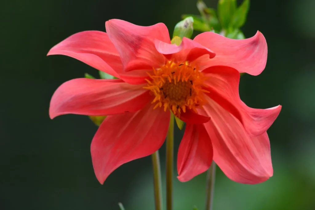 Sur cette image, on voit une fleur de dahlia au premier plan, présentant des pétales délicatement incurvés et d'une teinte rouge rosé subtile. Les pétales sont légèrement torsadés, créant un effet de mouvement et donnant à la fleur un aspect gracieux et élégant. Au centre, les étamines orange vif forment un cœur texturé, ajoutant une touche de chaleur et de contraste à la composition. L'arrière-plan est flou, avec des tons verts qui mettent en valeur la fleur tout en créant une atmosphère sereine et naturelle.