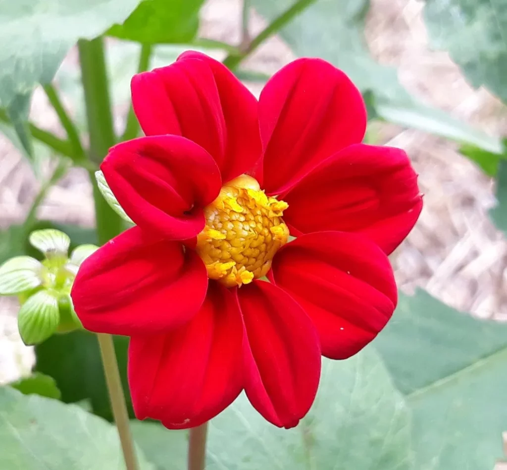 Sur cette image, on voit une fleur de dahlia rouge vif en gros plan. Les pétales sont larges, arrondis et uniformément colorés, formant une structure harmonieuse et symétrique. Le centre de la fleur est jaune lumineux, composé de petites étamines serrées qui ajoutent un contraste frappant avec les pétales rouges. L'arrière-plan est flou, laissant apparaître des feuilles vertes et d'autres éléments de jardinage, ce qui met la fleur en valeur. La composition de l'image souligne la beauté éclatante et la simplicité élégante du dahlia, avec un effet visuel puissant et attrayant.
