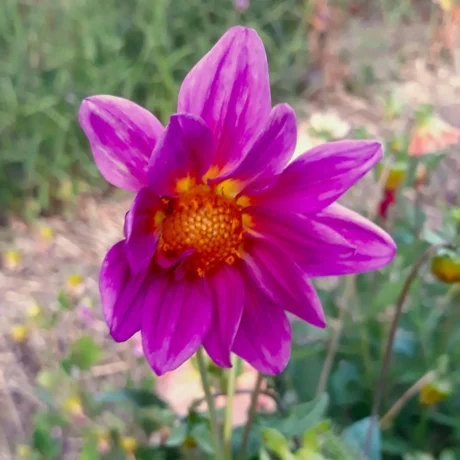 Sur cette image, on peut voir une fleur de dahlia en gros plan. La fleur présente des pétales d'un violet vif avec des nuances de rose et des pointes légèrement plus claires. Le centre de la fleur est dense et composé de petites structures jaune orangé, formant un cœur contrastant avec les pétales colorés. On peut également remarquer des touches de jaune au bas des pétales, ajoutant de la profondeur à la couleur principale. L'arrière-plan est flou, constitué de verdure et de détails de jardin, ce qui met en valeur la fleur au premier plan. L'image dégage une atmosphère vibrante et estivale, mettant en avant la beauté naturelle de cette plante ornementale.