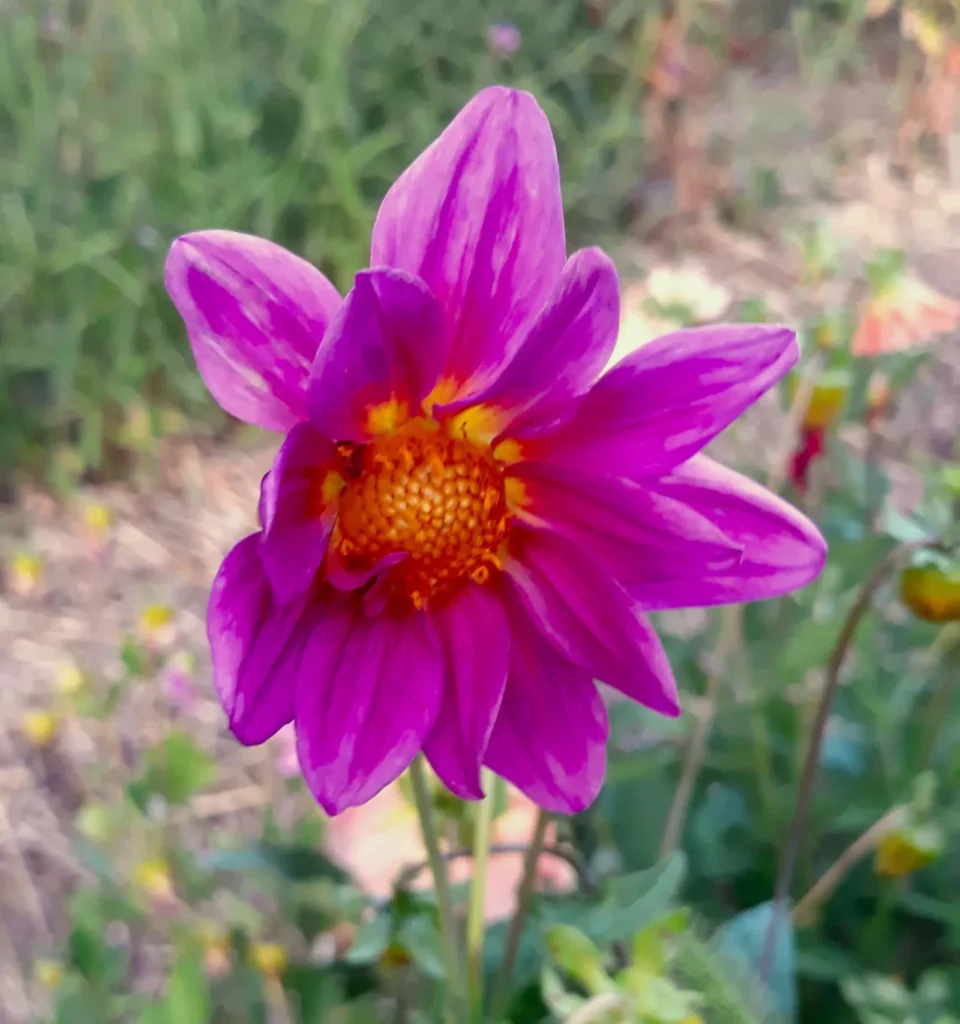 Sur cette image, on peut voir une fleur de dahlia en gros plan. La fleur présente des pétales d'un violet vif avec des nuances de rose et des pointes légèrement plus claires. Le centre de la fleur est dense et composé de petites structures jaune orangé, formant un cœur contrastant avec les pétales colorés. On peut également remarquer des touches de jaune au bas des pétales, ajoutant de la profondeur à la couleur principale. L'arrière-plan est flou, constitué de verdure et de détails de jardin, ce qui met en valeur la fleur au premier plan. L'image dégage une atmosphère vibrante et estivale, mettant en avant la beauté naturelle de cette plante ornementale.