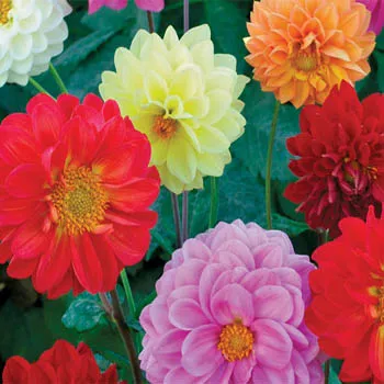 Graines biologiques reproductibles de Dahlia "Opéra" - Pensez Sauvage