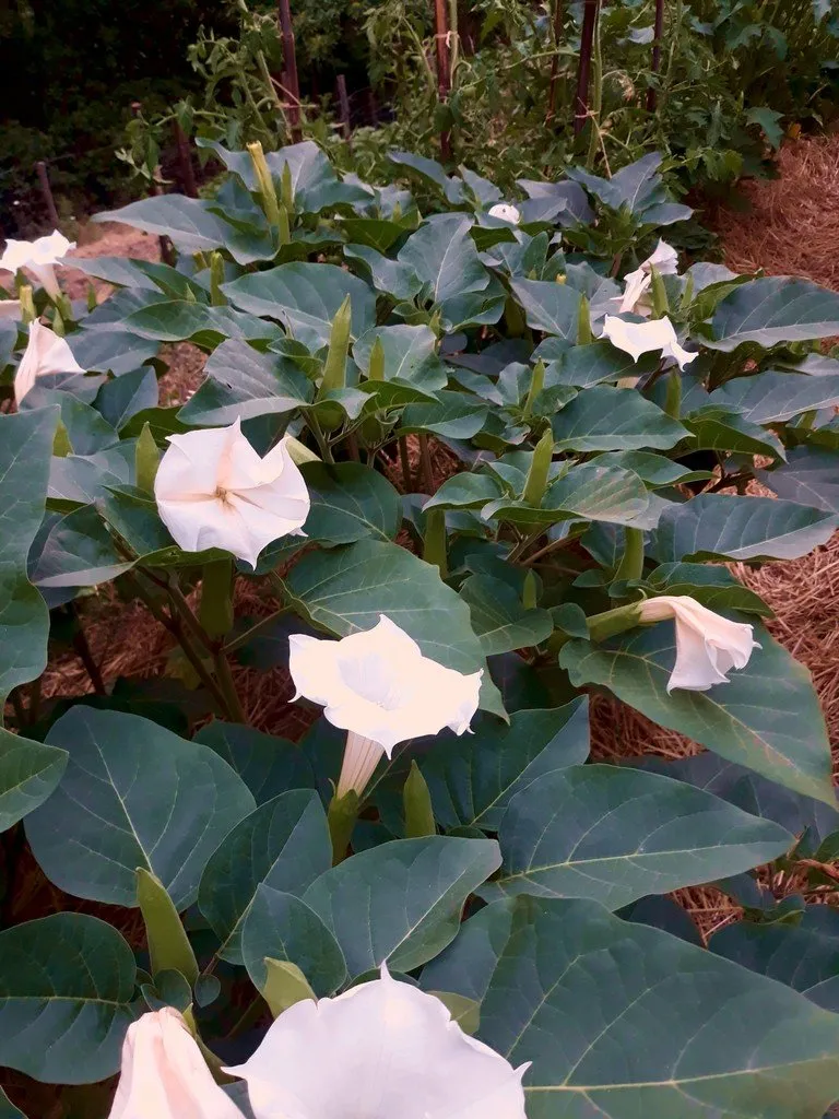 fleurs de datura inoxia