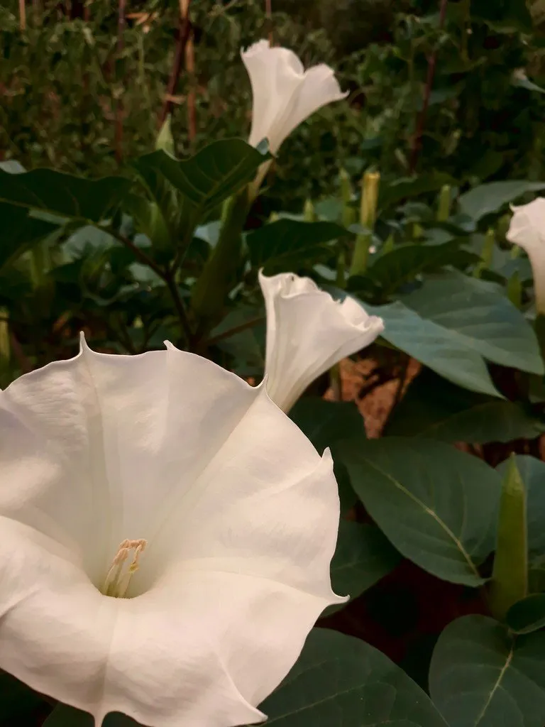 gros plan sur une fleur de datura
