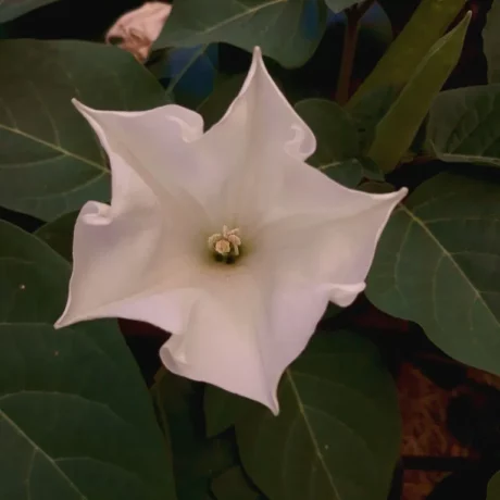 L'image montre une belle fleur blanche de datura inoxia