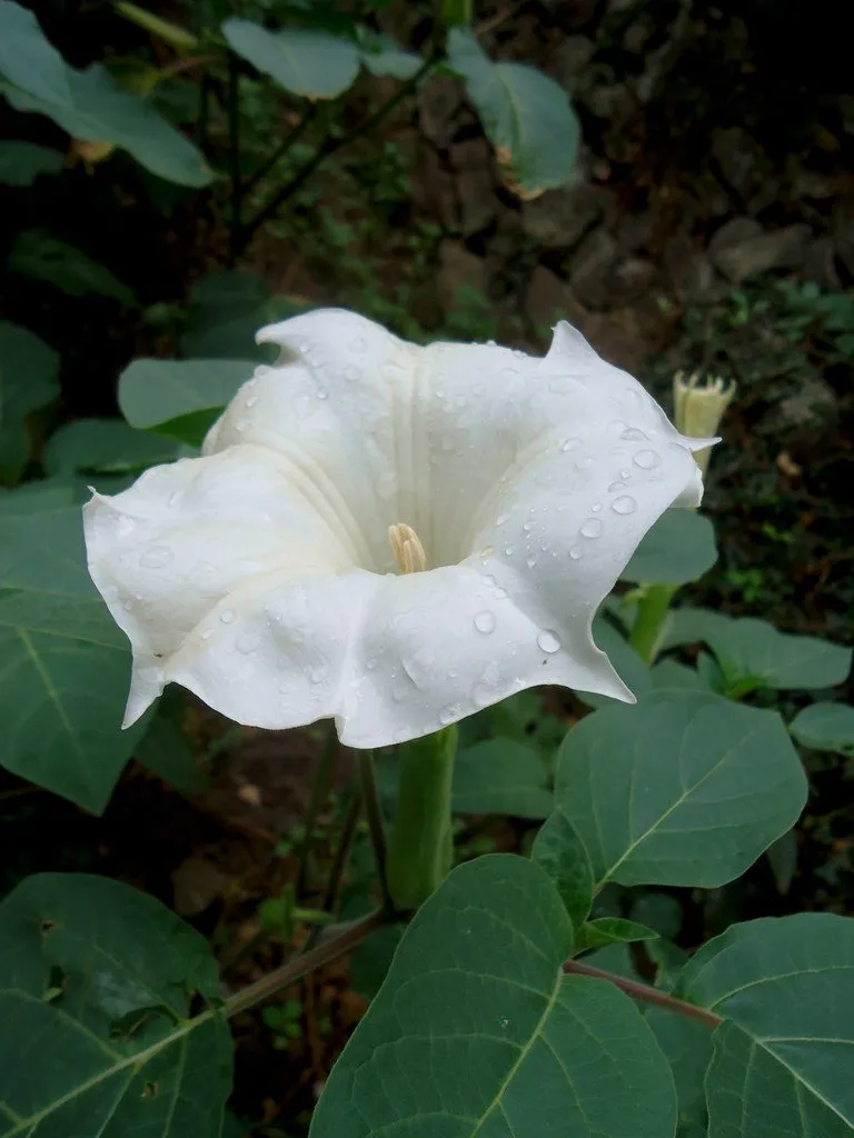 une belle fleur de datura innoxia