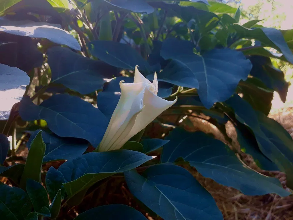 des fleurs de datura fermées