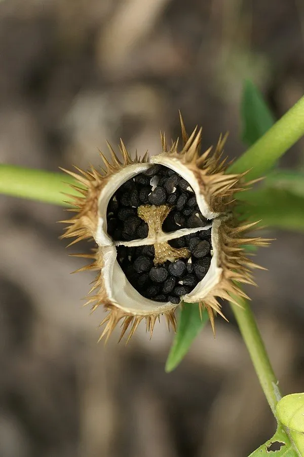 L'image montre une capsule ouverte de datura stramoine