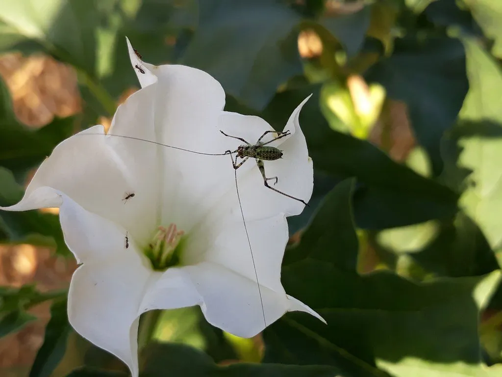 L'image montre un insecte sur une grossefleur blanche de datura