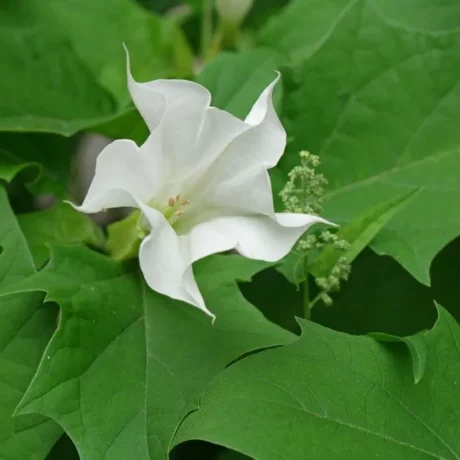 L'image montre une fleur en forme trompette blanche de datura stramoine
