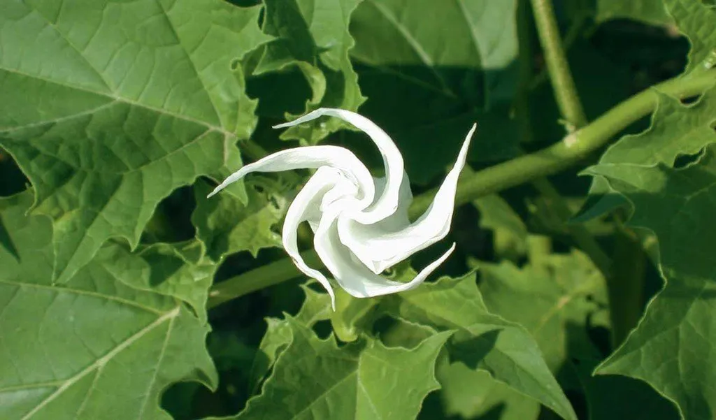 L'image montre une fleur de datura stramoine en train de se déplier