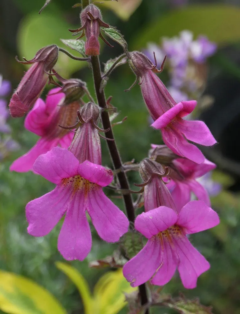 L'image nous montre une somitée florale de digitale chinoise