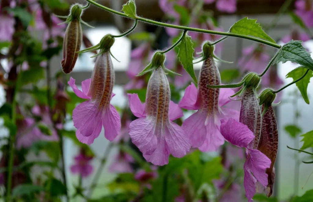 La photo nous montre une hampe florale de digitale chinoise