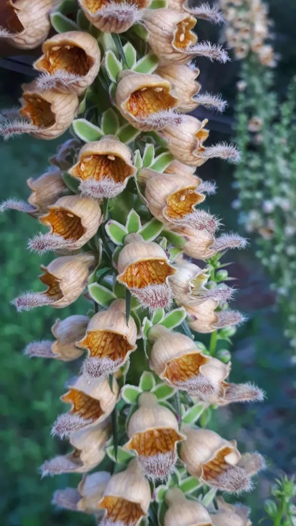Sur cette image, on voit un gros plan d'une inflorescence de digitale ferrugineuse (Digitalis ferruginea). Les fleurs tubulaires, disposées en grappes le long d'une tige centrale, présentent une teinte beige à brun clair avec des nuances orangées à l'intérieur. Les fleurs ont des bords légèrement poilus et des motifs veinés distincts à l'intérieur, ajoutant une texture et une complexité visuelle. La surface des pétales semble recouverte de petits poils blancs ou duveteux, donnant un aspect velouté. En arrière-plan, un flou léger laisse deviner un environnement naturel et verdoyant.