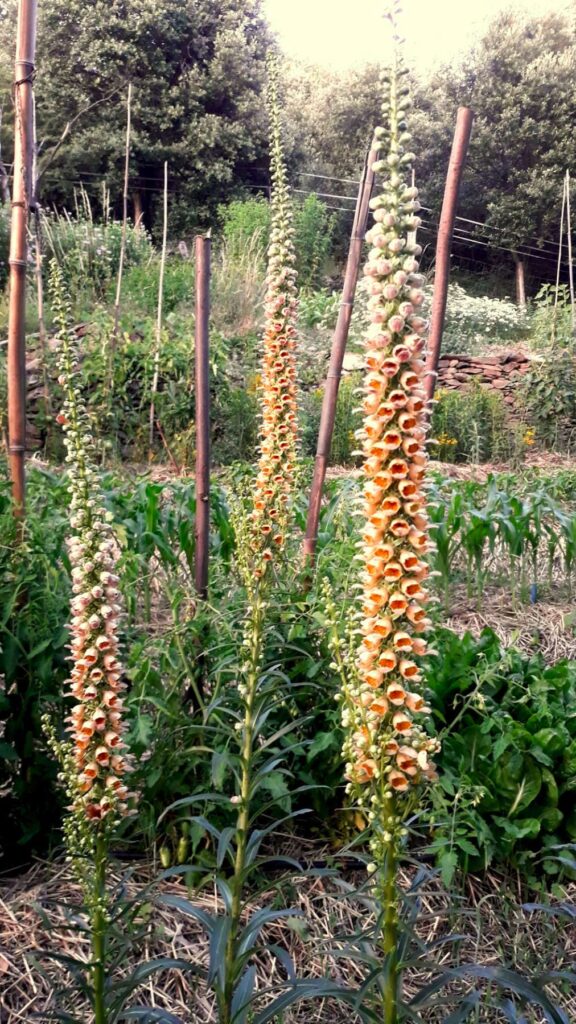 Sur cette image, on voit plusieurs plants de digitale ferrugineuse (Digitalis ferruginea) poussant dans un jardin en plein air. Les tiges florales sont hautes et élancées, s'élevant jusqu'à environ 1,5 à 2 mètres de hauteur. Elles portent de nombreuses fleurs tubulaires serrées le long de la tige, de couleur beige à brun orangé. Ces fleurs présentent un aspect texturé et légèrement poilu sur les bords, ce qui leur donne un look duveteux. L'arrière-plan montre un environnement verdoyant, composé de végétation variée et de poteaux en bois utilisés probablement pour le soutien des plantes ou pour délimiter le jardin. La scène est baignée d'une lumière douce, créant une atmosphère naturelle et paisible.