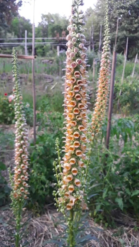 Sur cette image, on peut voir plusieurs plants de digitale ferrugineuse (Digitalis ferruginea) en pleine floraison, se dressant majestueusement dans un jardin. Chaque tige florale est haute et élancée, ornée de fleurs tubulaires serrées de couleur beige à orangé avec des motifs intérieurs sombres et texturés. Les hampes florales s'élèvent bien au-dessus du feuillage lancéolé vert foncé qui pousse à la base des plantes. En arrière-plan, le jardin est entouré de végétation dense, incluant des arbres et des supports en bois, ajoutant un aspect rustique à la scène
