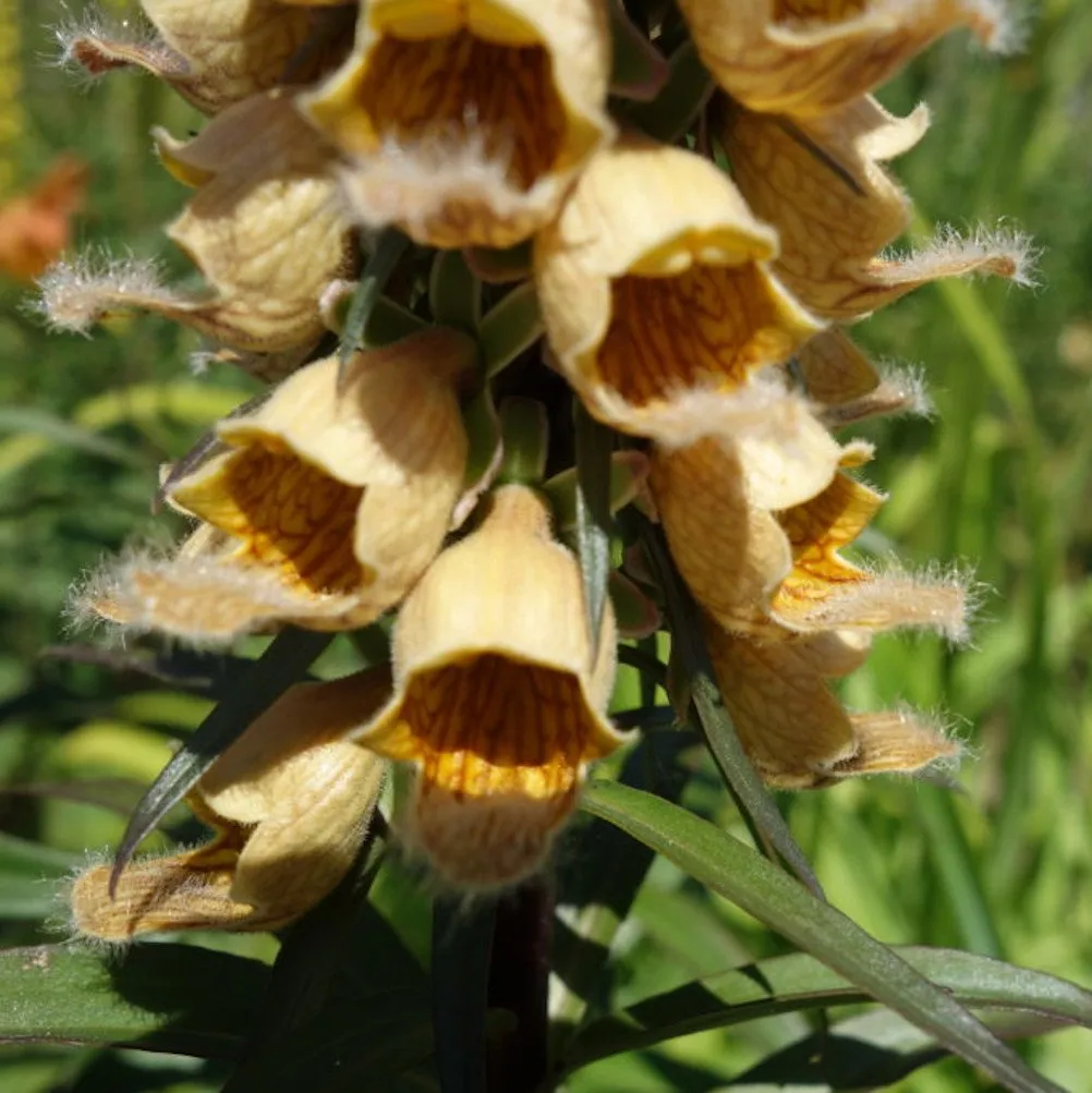 Sur cette image, on voit un gros plan des fleurs de la digitale ferrugineuse (Digitalis ferruginea). Les fleurs tubulaires, en forme de cloche, sont disposées en grappes denses le long d'une tige verticale. Elles sont de couleur jaune pâle à brun rouille, avec des veines et des motifs visibles à l'intérieur, qui ajoutent de la texture et un contraste visuel. Les bords des fleurs sont légèrement poilus, ce qui leur donne un aspect duveteux. En arrière-plan, on peut distinguer un feuillage vert et un environnement naturel flou, laissant supposer que la plante pousse en extérieur.