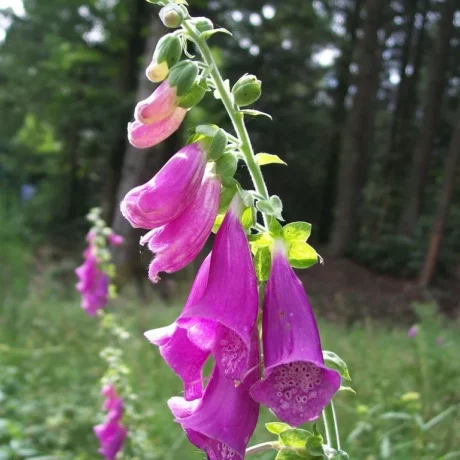 L'image montre une belle tige florale de digitale pourpre