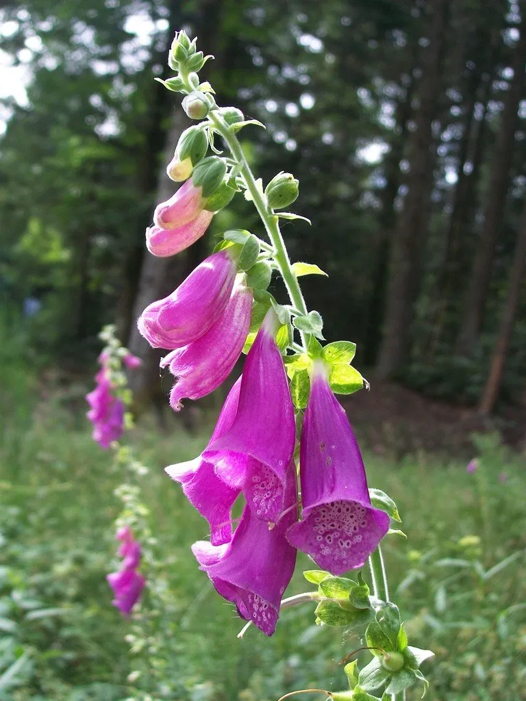 L'image montre une belle tige florale de digitale pourpre