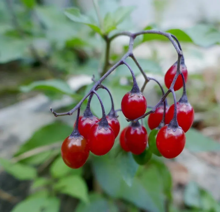 L'image montre une grappe de fruit de morelle douce amère
