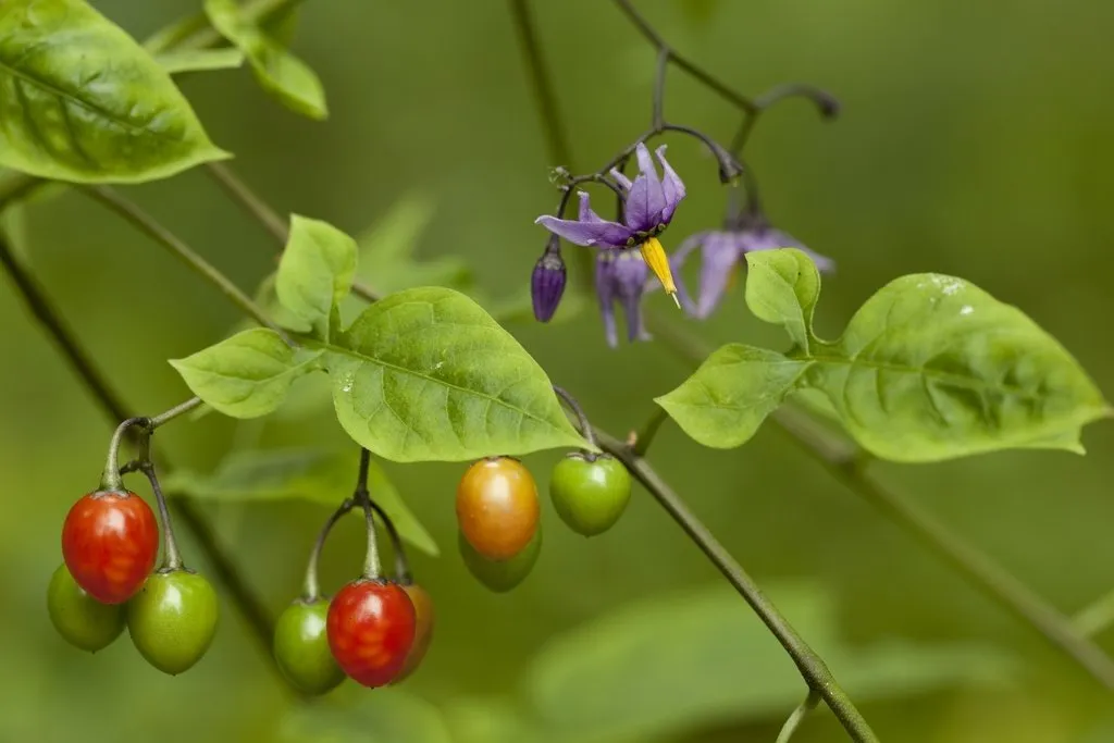 L'image montre une grappe de fruits de morelle douce amère avec du feuillage
