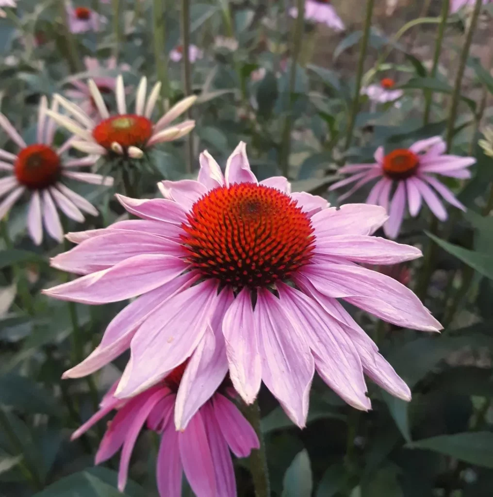 L'image montre une fleur d'echinacée pourpre avec du feuillage en arrière plan