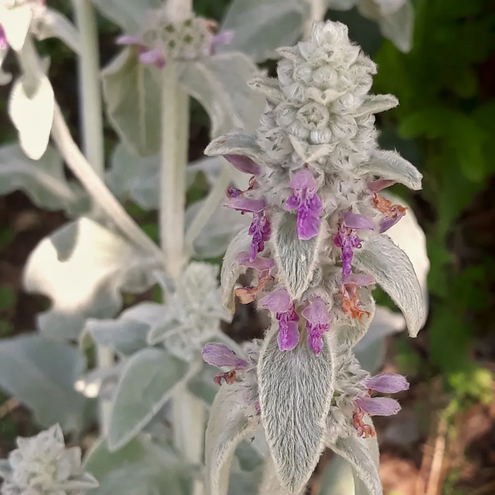 Une fleurs d'épiaire laineuse, avec les pétales en forme de lèvre, violet très beau