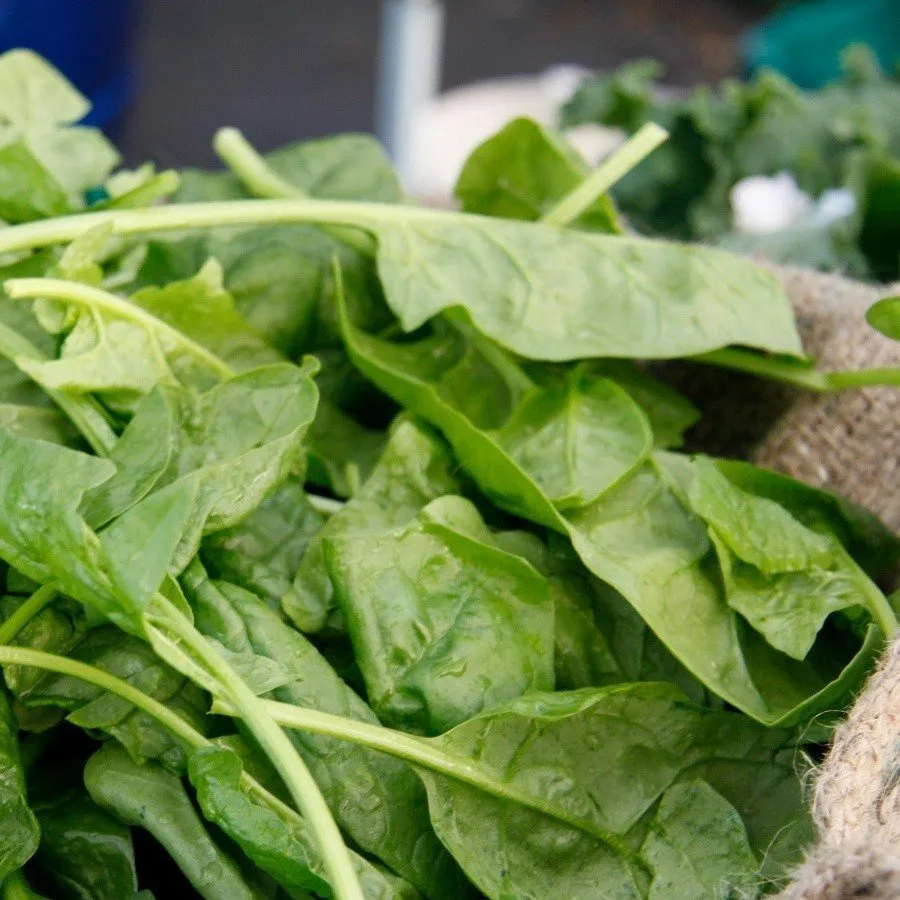 Graines biologiques reproductibles de Épinard Bazaroet - Pensez Sauvage