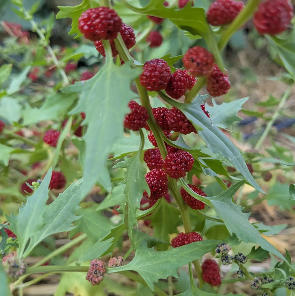 Sur la photo, on observe plusieurs fruits rouges d’épinard-fraise (Blitum capitatum) accrochés à leurs tiges vertes parmi un feuillage denté et mat. Les fruits, formés de petites sphères soudées entre elles, rappellent de mini mûres par leur texture brillante et charnue. Les feuilles sont légèrement triangulaires, aux bords irrégulièrement découpés, et le sol couvert de paille sèche laisse deviner une culture potagère. Chaque fruit abrite de minuscules graines noires, prêtes à être récoltées une fois la pulpe bien mûre.