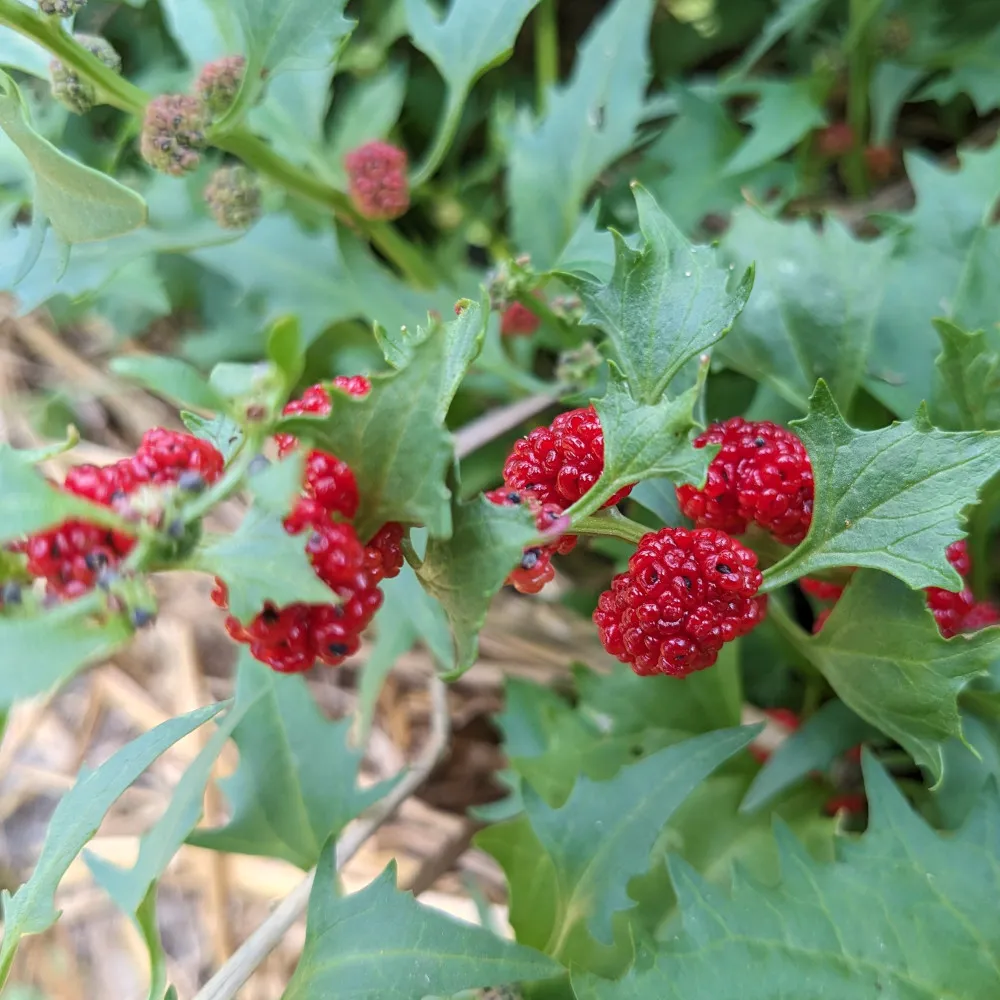 Sur la photo, on voit les fruits rouges vifs de l’épinard-fraise (Blitum capitatum), nichés entre des feuilles vert clair légèrement dentées. Les grappes rondes rappellent des petites mûres, avec une surface brillante et charnue. Chaque fruit renferme plusieurs graines minuscules, qui se développent au cœur de la pulpe. L’ensemble dégage une impression de plante rustique et généreuse, typique des potagers où les semences se ressèment d’elles-mêmes d’une année sur l’autre.