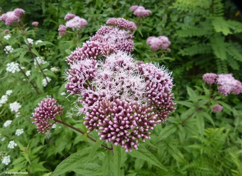 La photo montre une fleur d'eupatoire mauve