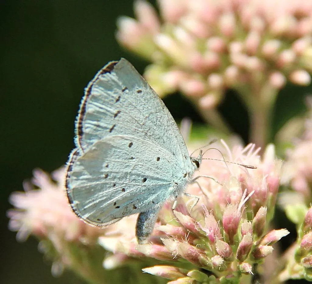 L'image montre un papillon Azuré des nerpruns sur une fleur d'eupatoire