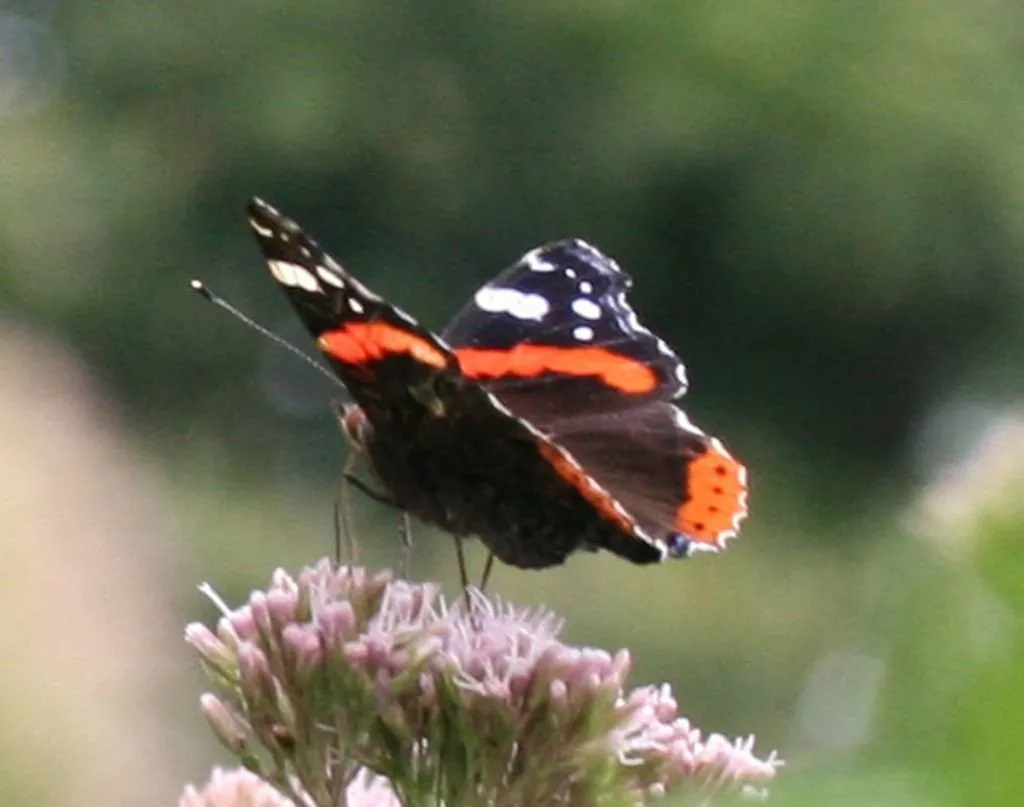 L'image montre un papillon sur une fleur d'eupatoire