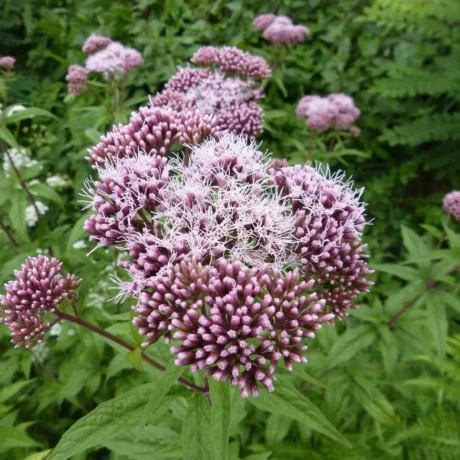 La photo montre une fleur d'eupatoire mauve