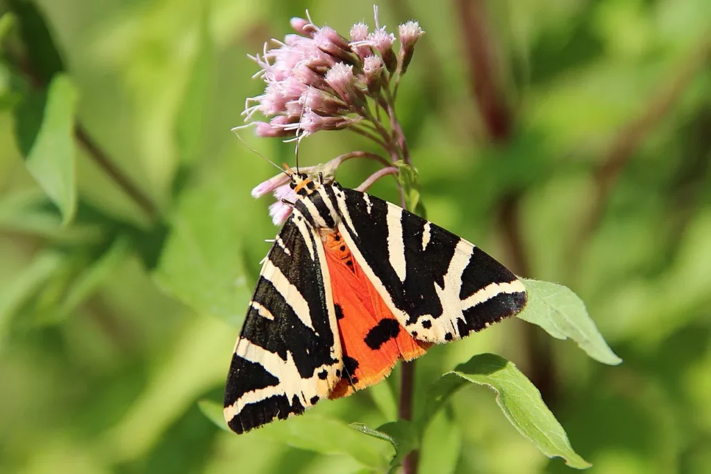 L'image montre un papillon Écaille chinée sur une fleur d'eupatoire.